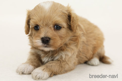 販売中の神奈川県のミックス犬-386723